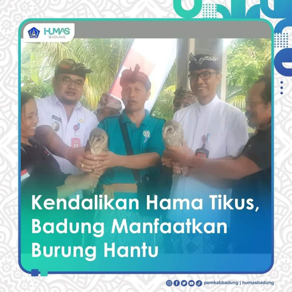 Kendalikan Hama Tikus, Badung Manfaatkan Burung Hantu